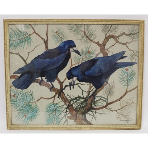 437 - Ralston Gudgeon (Scottish 1910-1984). *ARR*Pair of rooks building a nest amongst pine branches.Water... 