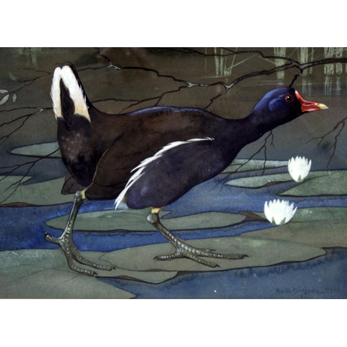 439 - Ralston Gudgeon (Scottish 1910-1984). A moorhen walking across waterlily pads.Watercolour and gouach... 