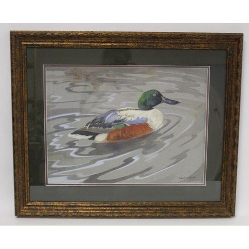 440 - Ralston Gudgeon (Scottish 1910-1984). Shoveler drake swimming.Watercolour and gouache on grey paper.... 