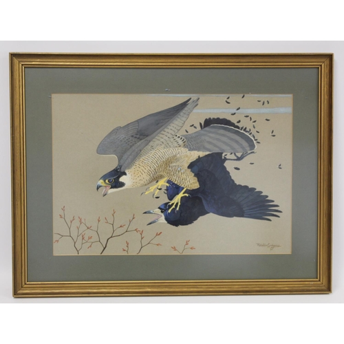 442 - Ralston Gudgeon (Scottish 1910-1984). Peregrine Falcon striking rook.Watercolour and gouache on buff... 