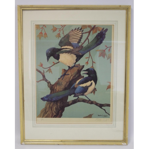 443 - Ralston Gudgeon (Scottish 1910-1984) colour print of two magpies on a branch. 54cm x 42cm. No. 6/100... 