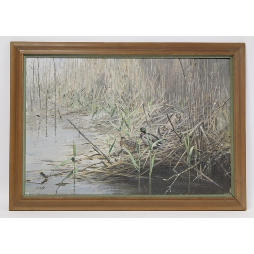 448 - George Edward Lodge (1860-1954). Mallard drake and hen amongst reeds.Oil on canvas.40cm x 60cm. Sign... 