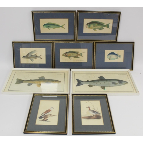 457 - Five 19th century hand coloured engravings of fish after originals by Richard Nodder, all in Hogarth... 