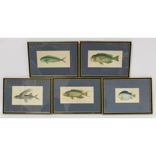 457 - Five 19th century hand coloured engravings of fish after originals by Richard Nodder, all in Hogarth... 