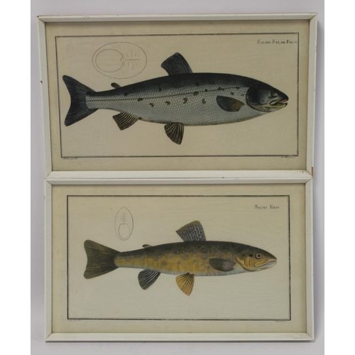 457 - Five 19th century hand coloured engravings of fish after originals by Richard Nodder, all in Hogarth... 