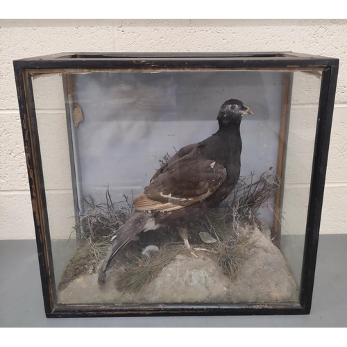 568 - Antique Victorian taxidermy figure of a black grouse amongst foliage, in ebonised case, height 52cm.