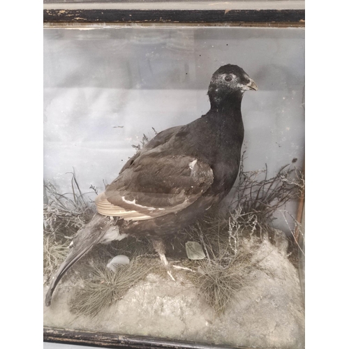 568 - Antique Victorian taxidermy figure of a black grouse amongst foliage, in ebonised case, height 52cm.