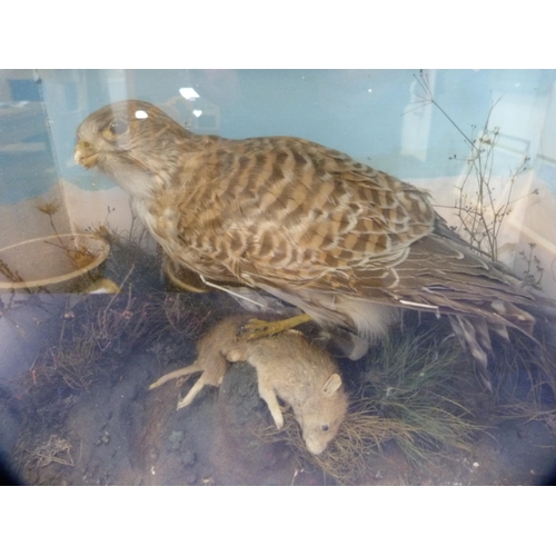 40 - Taxidermy group of a kestrel with mouse, enclosed in a display case, label verso for 'Pratt & So... 