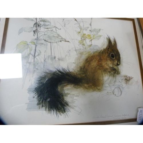 77 - Squirrel prints to include a limited edition print by Ashley Boon, no. 160/250, and a hunting-themed... 