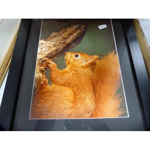 77 - Squirrel prints to include a limited edition print by Ashley Boon, no. 160/250, and a hunting-themed... 