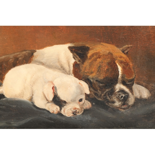 362 - Unsigned
Framed oil on canvas
'Bull Terrier and Pup'
23cm X 31cm