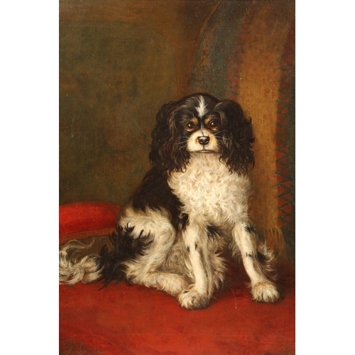 413 - English School Framed oil on canvas 'Study Of A Spaniel' 59cm X 49cm