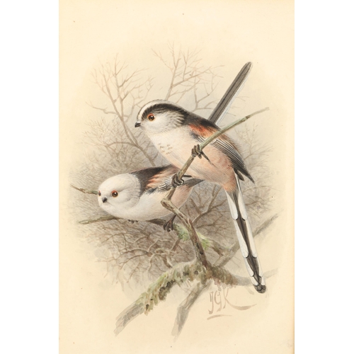 476 - Johannes Gerardus Keulemans (Dutch 1842 - 1912) Framed watercolour, initialled 'Long Tailed Tit' 21c... 