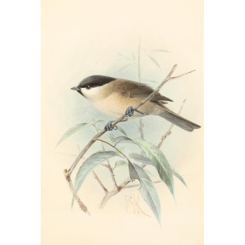 477 - Johannes Gerardus Keulemans (Dutch 1842 - 1912) Framed watercolour, initialled 'Willow Tit' 21.5cm x... 