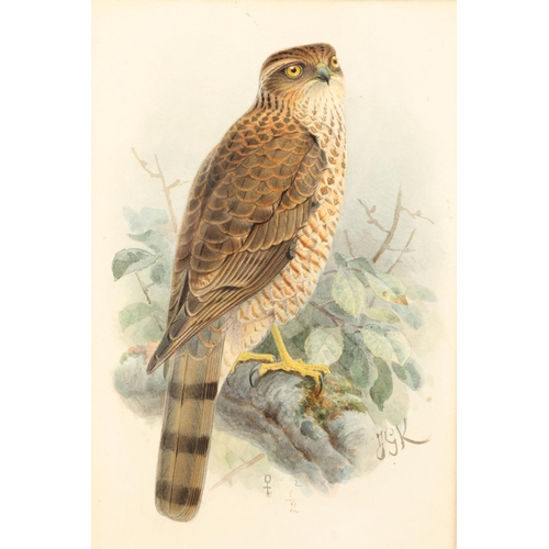 478 - Johannes Gerardus Keulemans (Dutch 1842 - 1912) Framed watercolour, initialled 'Female Sparrowhawk' ... 