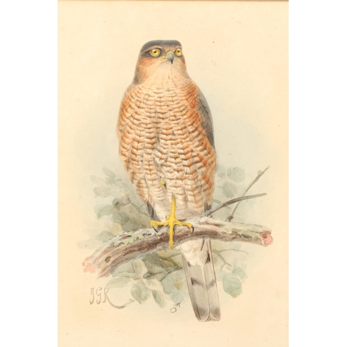 479 - Johannes Gerardus Keulemans (Dutch 1842 - 1912) Framed watercolour, initialled 'Male Sparrowhawk' 21... 