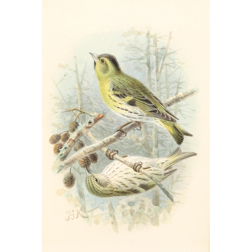 480 - Johannes Gerardus Keulemans (Dutch 1842 - 1912) Framed watercolour, initialled 'Siskin' 22cm x 14.5c... 