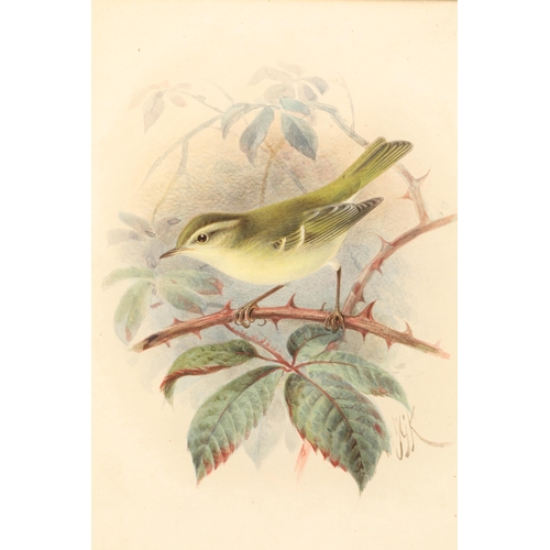 481 - Johannes Gerardus Keulemans (Dutch 1842 - 1912)Framed watercolour, initialled'Chiffchaff'21.5cm x 14... 