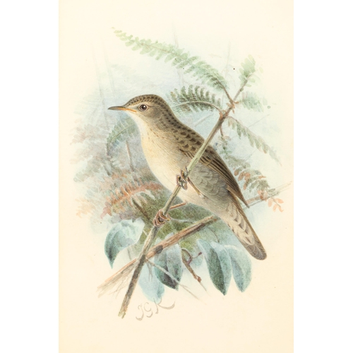 482 - Johannes Gerardus Keulemans (Dutch 1842 - 1912) Framed watercolour, initialled 'Nightingale' 21cm x ... 