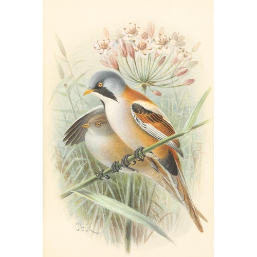 483 - Johannes Gerardus Keulemans (Dutch 1842 - 1912) Framed watercolour, initialled 'Pair of Bearded Tits... 