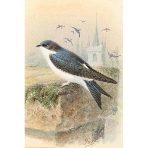 484 - Johannes Gerardus Keulemans (Dutch 1842 - 1912) Framed watercolour, initialled 'House Martin' 18cm x... 