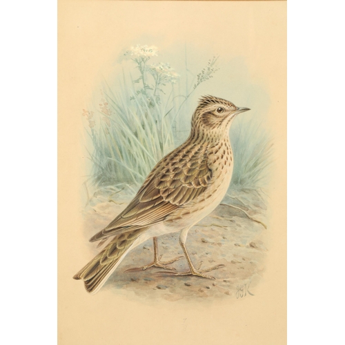 485 - Johannes Gerardus Keulemans (Dutch 1842 - 1912) Framed watercolour, initialled 'Skylark' 22.5cm x 15... 