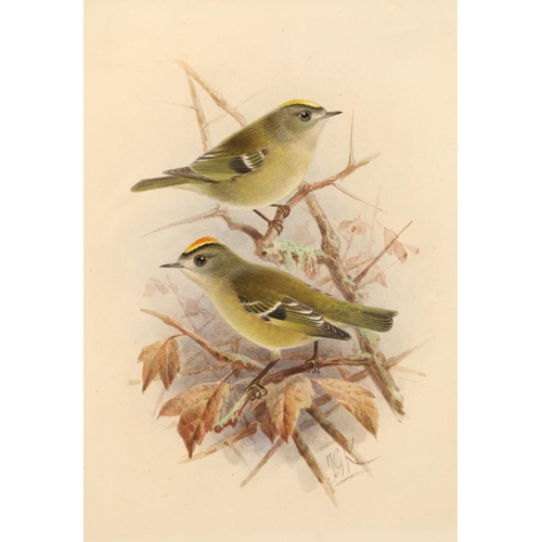 486 - Johannes Gerardus Keulemans (Dutch 1842 - 1912) Framed watercolour, initialled 'Pair of Goldcrest' 2... 