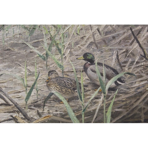 448 - George Edward Lodge (1860-1954). Mallard drake and hen amongst reeds.Oil on canvas.40cm x 60cm. Sign... 