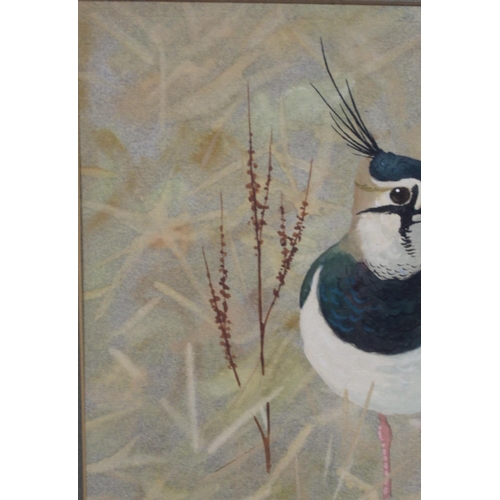 438 - Ralston Gudgeon (Scottish 1910-1984). Pair of lapwings amongst grasses.Watercolour and gouache on bu... 