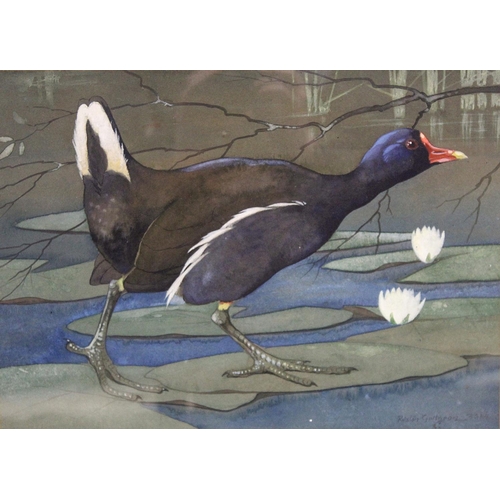 439 - Ralston Gudgeon (Scottish 1910-1984). A moorhen walking across waterlily pads.Watercolour and gouach... 