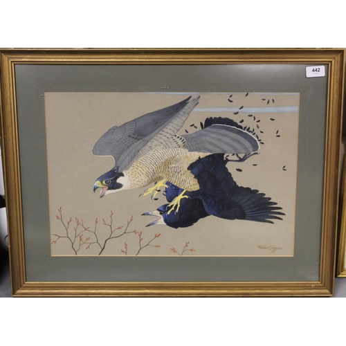 442 - Ralston Gudgeon (Scottish 1910-1984). Peregrine Falcon striking rook.Watercolour and gouache on buff... 