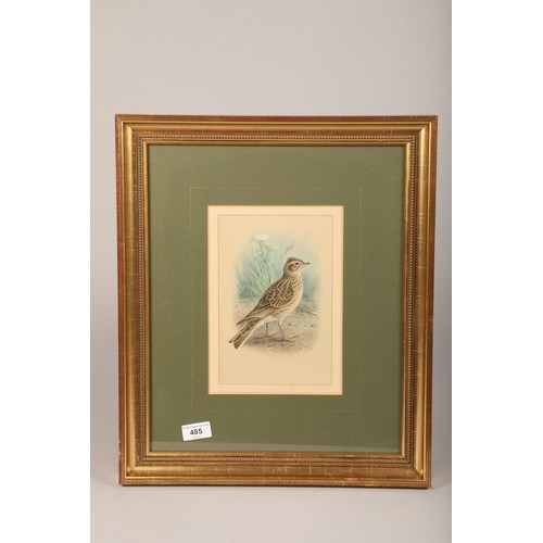 485 - Johannes Gerardus Keulemans (Dutch 1842 - 1912) Framed watercolour, initialled 'Skylark' 22.5cm x 15... 