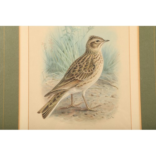 485 - Johannes Gerardus Keulemans (Dutch 1842 - 1912) Framed watercolour, initialled 'Skylark' 22.5cm x 15... 