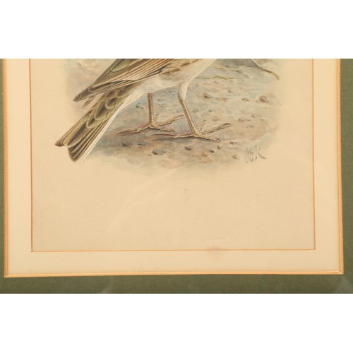 485 - Johannes Gerardus Keulemans (Dutch 1842 - 1912) Framed watercolour, initialled 'Skylark' 22.5cm x 15... 