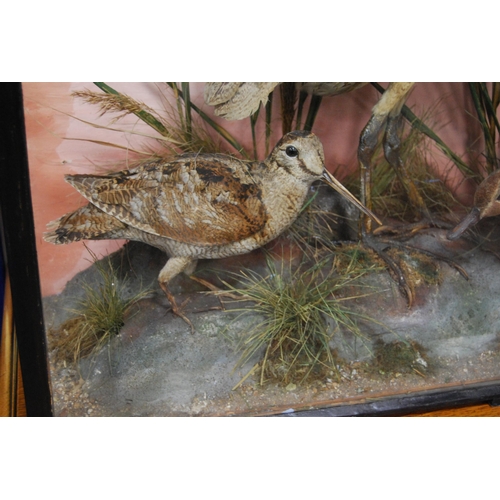 208 - Late Victorian taxidermy bird group, the glazed display case enclosing various species of birds to i... 