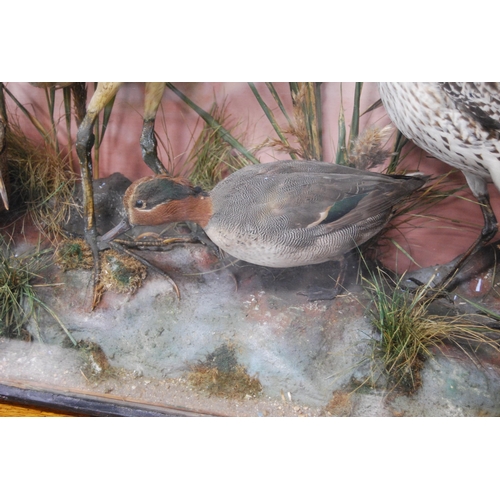 208 - Late Victorian taxidermy bird group, the glazed display case enclosing various species of birds to i... 