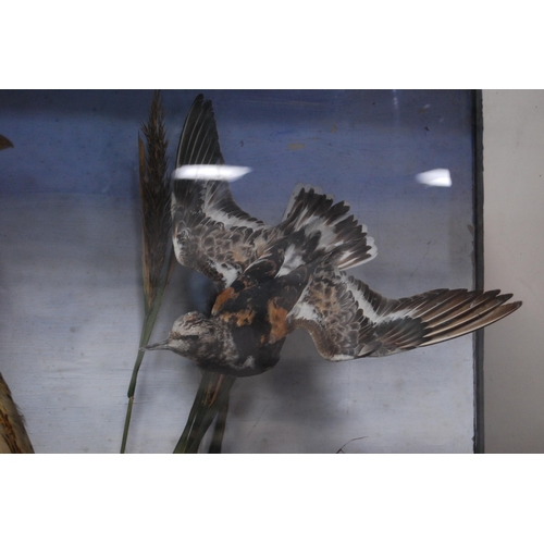 208 - Late Victorian taxidermy bird group, the glazed display case enclosing various species of birds to i... 