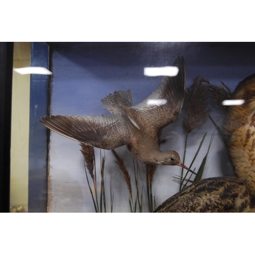 208 - Late Victorian taxidermy bird group, the glazed display case enclosing various species of birds to i... 