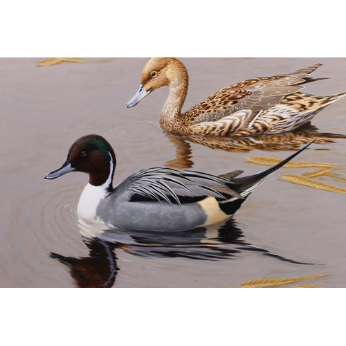 317 - DAVID ORD KERR (British b19510 *ARR* Pair of Pintails Oil on board, signed lower right, 40cm x 50cm,... 