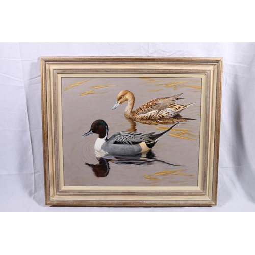 317 - DAVID ORD KERR (British b19510 *ARR* Pair of Pintails Oil on board, signed lower right, 40cm x 50cm,... 