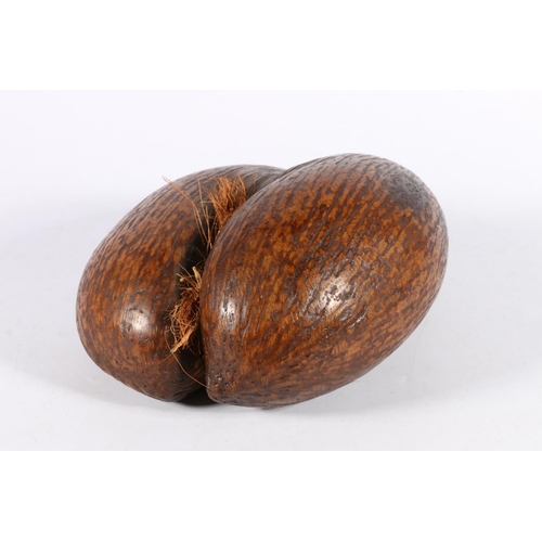 347 - Coco de mer coconut seed shell, 26cm.