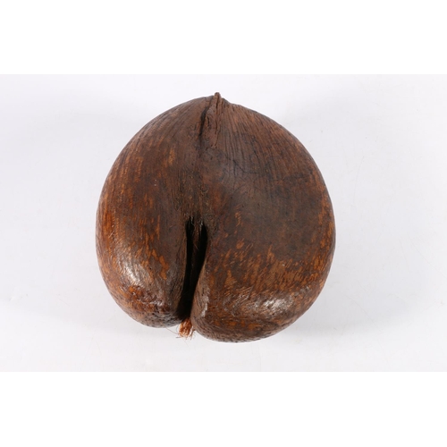 347 - Coco de mer coconut seed shell, 26cm.