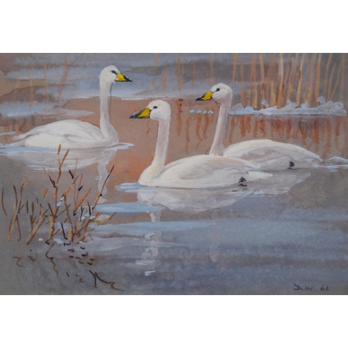 327 - Donald Watson (British, 1918 - 2005)Whooper SwansSigned with initials DW and dated '61, gouache, 7.5... 