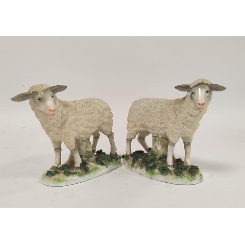 288 - 19th century pair of Staffordshire figures of sheep, raised on encrusted naturalistic bases, 12cm hi... 