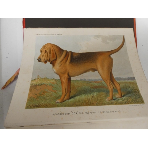 68 - SHAW VERO.  The Illustrated Book of the Dog. Poor cond. but many good chromolitho plates. Quarto. Ca... 