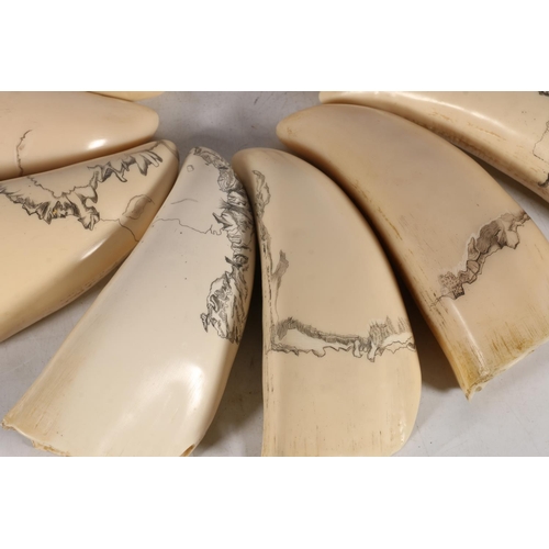 355 - 'Reliquary', Bridget Steed, scrimshaw, each resin tooth 17cm.