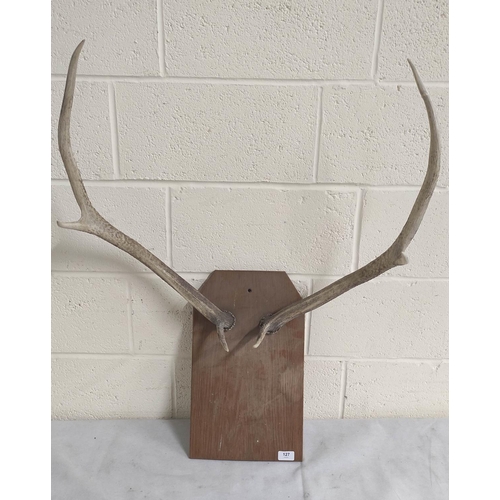 127 - Set of wall mounted deer antlers.