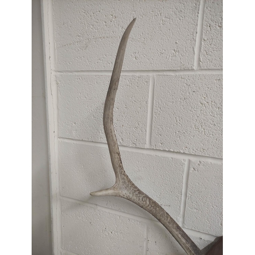 127 - Set of wall mounted deer antlers.