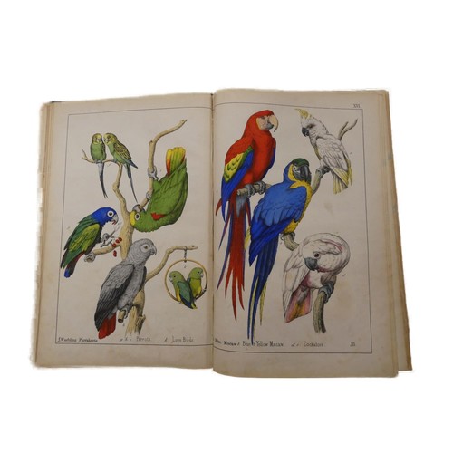 WHITE ADAM.  The Instructive Picture Book or A Few Attractive Lessons from the Natural History of Animals. Hand col. title & 27 double page multiple-subject hand col. plates (misbound but plates nos. 1 to 27 present). Folio. Green half calf. Edinburgh, n.d. but 7th ed.