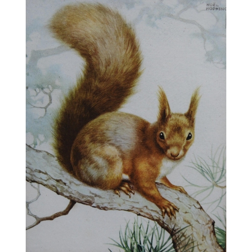 271 - Noel Hubert Hopking (British, fl. 1921 - 1940)Red squirrelSigned, watercolour drawing, 21.5cm x 16.5... 